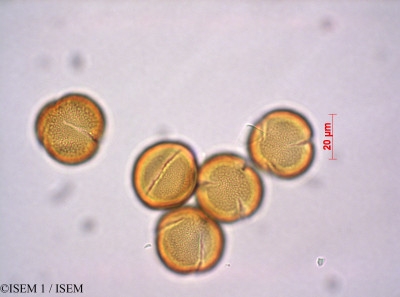 ISEM 1/Polygonum_alpinum_29216/Polygonum_alpinum_29216_0001(copy)_thumb.jpg